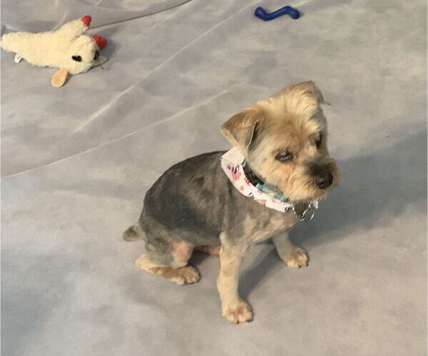 Medium Photo #10 Mutt Puppy For Sale in Valrico, FL, USA