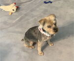Small #9 Mutt