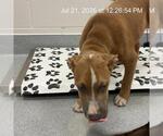 Small American Pit Bull Terrier