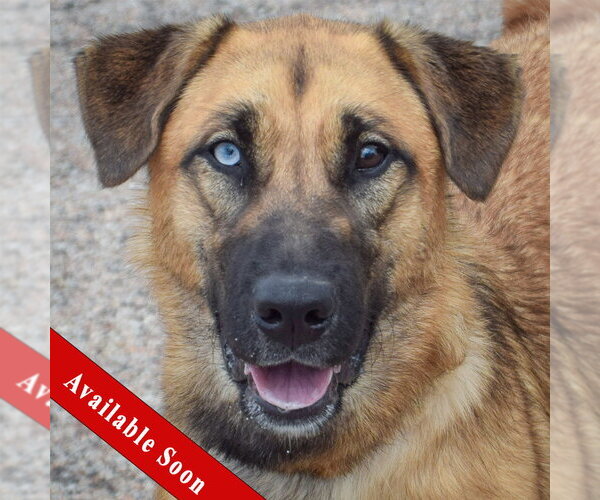 Medium Photo #1 Gerberian Shepsky Puppy For Sale in Huntley, IL, USA
