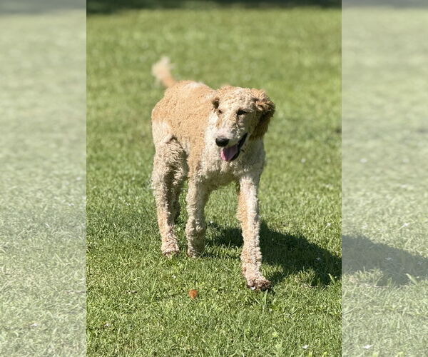 Medium Photo #8 Poodle (Standard) Puppy For Sale in Valrico, FL, USA