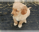 Small Photo #6 Golden Retriever Puppy For Sale in LANCASTER, WI, USA