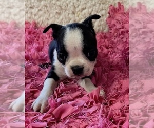 Boston Terrier Puppy for sale in CRKD RVR RNCH, OR, USA