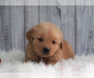 Golden Retriever Puppy for sale in APPLE CREEK, OH, USA