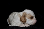 Small Photo #9 Cavapoo Puppy For Sale in PHOENIX, AZ, USA