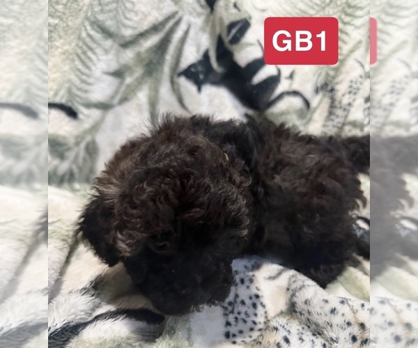 Medium Photo #6 Poodle (Toy) Puppy For Sale in ELM CITY, NC, USA
