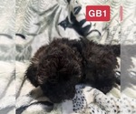 Small #5 Poodle (Toy)