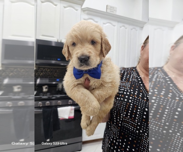 Medium Photo #1 Golden Retriever Puppy For Sale in ORLANDO, FL, USA
