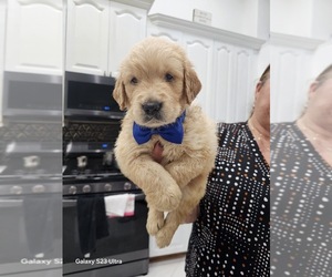Medium Golden Retriever