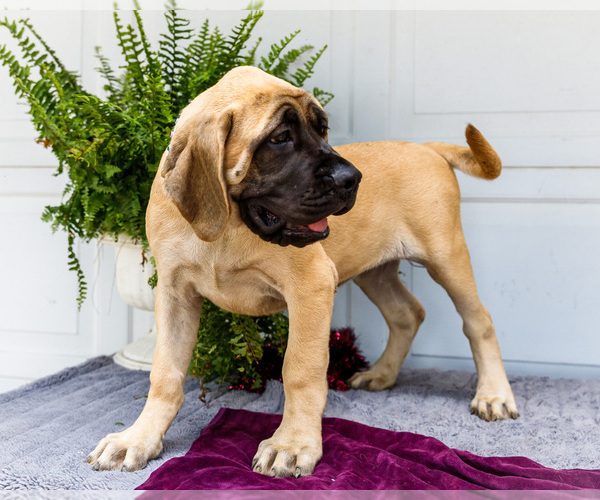 Medium Photo #34 Mastiff Puppy For Sale in WAKARUSA, IN, USA