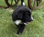 Small Photo #8 Bernedoodle Puppy For Sale in SPRINGFIELD, OH, USA