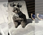 Small Photo #1 Schnauzer (Miniature) Puppy For Sale in PORT LAVACA, TX, USA