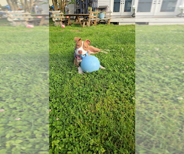 Medium Photo #6 Mutt Puppy For Sale in Chestertown, MD, USA
