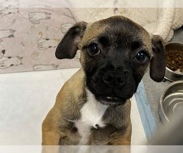 Medium Photo #1 Pug-Unknown Mix Puppy For Sale in Orange, CA, USA
