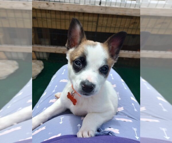 Medium Photo #4 Mutt Puppy For Sale in Aurora, IN, USA