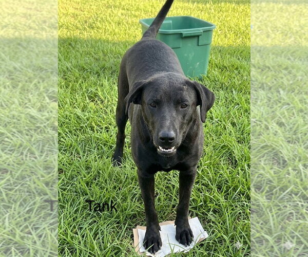 Medium Photo #2 Labrador Retriever-Unknown Mix Puppy For Sale in Farmerville, LA, USA