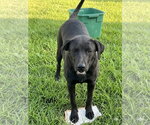 Small #1 Labrador Retriever Mix