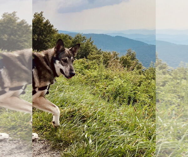 Medium Photo #2 Gerberian Shepsky Puppy For Sale in Candler, NC, USA