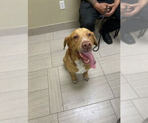 Labrador Retriever Dogs for adoption in Corpus Christi, TX, USA