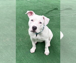 American Pit Bull Terrier-Unknown Mix Dogs for adoption in Spring Lake, NJ, USA