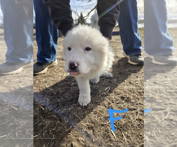Medium Photo #1 Great Pyrenees Puppy For Sale in OAKLAND, MD, USA