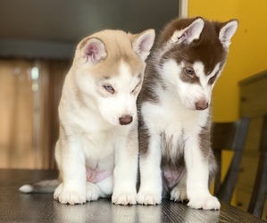 Siberian Husky Puppy for sale in CHATSWORTH, CA, USA