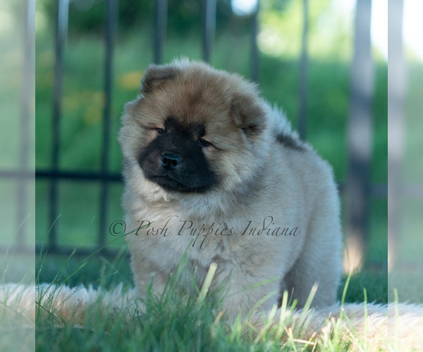 Medium Photo #27 Chow Chow Puppy For Sale in WARSAW, IN, USA