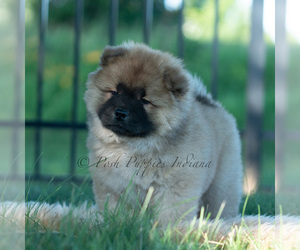 Medium Chow Chow