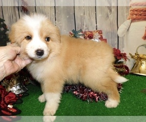 English Shepherd Puppy for sale in HAMMOND, IN, USA