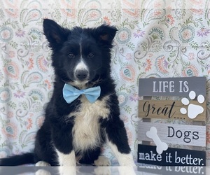 Border Collie-Pomsky Mix Puppy for sale in LANCASTER, PA, USA