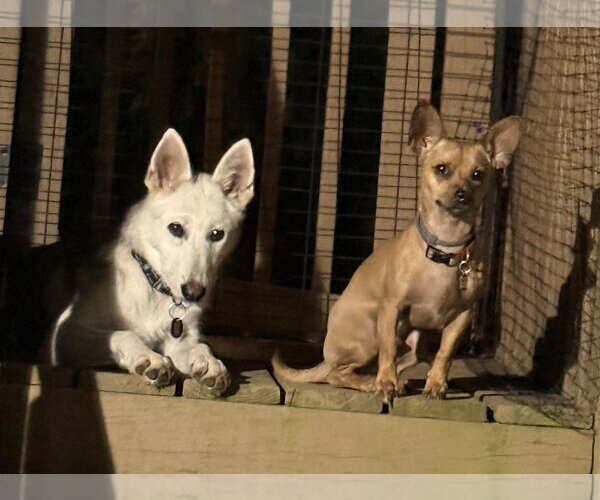 Medium Photo #3 Siberian Husky-Unknown Mix Puppy For Sale in Wakefield, RI, USA