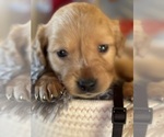 Small Photo #3 Golden Retriever Puppy For Sale in FARMINGTON, MN, USA