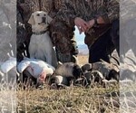 Small Photo #1 Labrador Retriever Puppy For Sale in CEDAREDGE, CO, USA