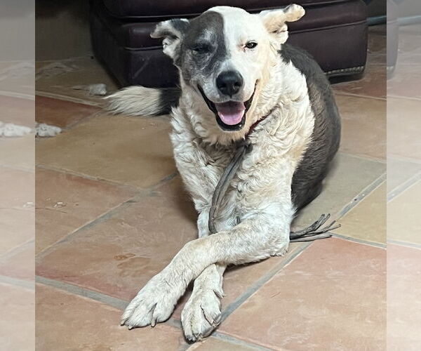 Medium Photo #2 Mutt Puppy For Sale in Cottonwood, AZ, USA