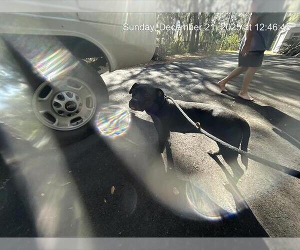 Medium Photo #1 American Pit Bull Terrier-Unknown Mix Puppy For Sale in Ocala, FL, USA