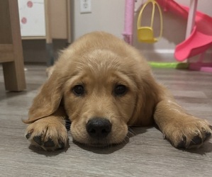 Golden Retriever Puppy for sale in CHARLOTTE, NC, USA