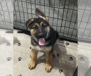 German Shepherd Dog Puppy for sale in DARLINGTON, IN, USA