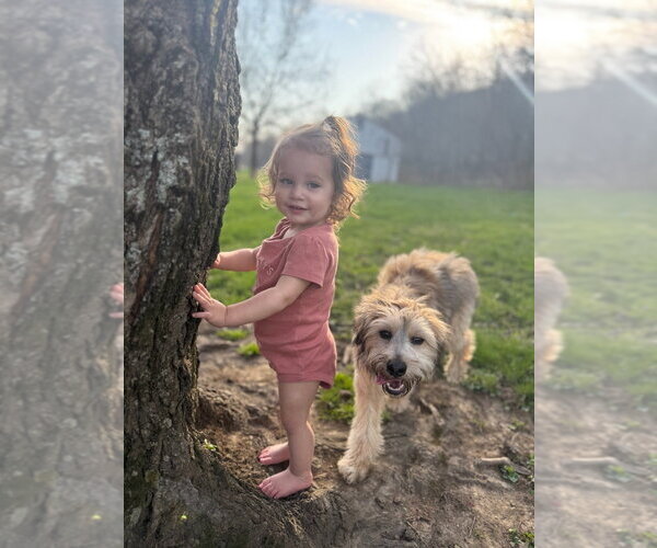 Medium Photo #3 Border Collie-Maltese Mix Puppy For Sale in Aurora, IN, USA