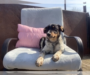 Australian Cattle Dog-Border Collie Mix Puppy for sale in HILLSBORO, WI, USA