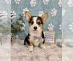 Small #1 Pembroke Welsh Corgi