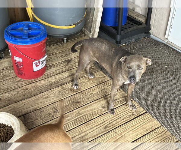 Medium Photo #4 American Pit Bull Terrier-Dachshund Mix Puppy For Sale in Thorndale, TX, USA