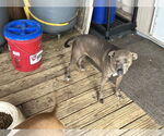 Small #3 American Pit Bull Terrier-Dachshund Mix