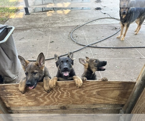 Medium Photo #1 German Shepherd Dog Puppy For Sale in TEMPLE, TX, USA
