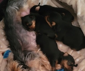 Yorkshire Terrier Puppy for sale in WINTER HAVEN, FL, USA