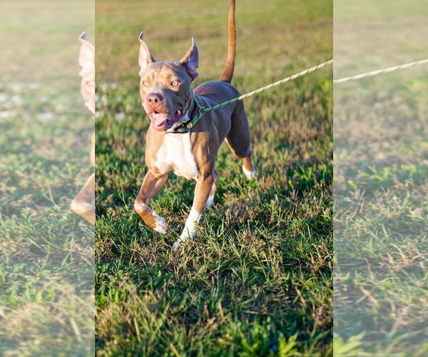 Medium Photo #40 American Pit Bull Terrier-Unknown Mix Puppy For Sale in Germantown, OH, USA