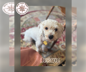 Poodle (Toy) Dogs for adoption in Princeton, British Columbia, Canada