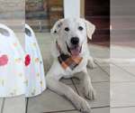 Small Photo #2 Great Pyrenees Puppy For Sale in Bend, OR, USA