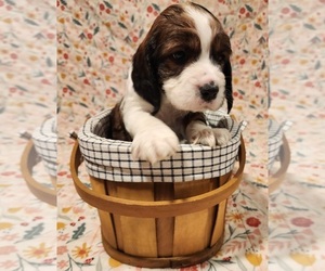 English Springer Spaniel Dog for Adoption in WEST FULTON, New York USA