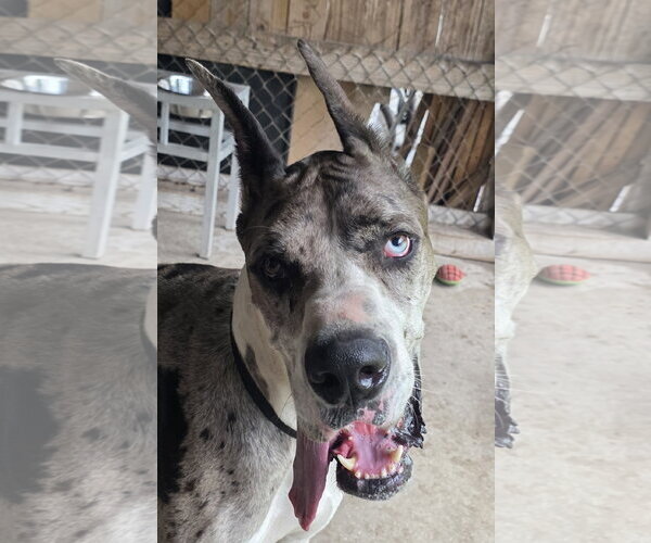 Medium Photo #1 Great Dane Puppy For Sale in Palm Beach, FL, USA