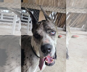 Great Dane Dogs for adoption in Palm Beach, FL, USA